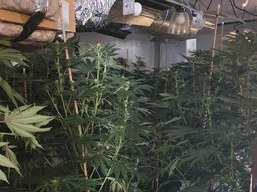 Officers from the Neighbourhood Task Force and Immediate Response have been dismantling the cannabis farm. (Credit: Lancashire Police)