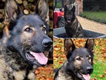 RPD Grant served with the Lancashire Police Dog unit before retiring six years ago. (Credit: Lancashire Police)