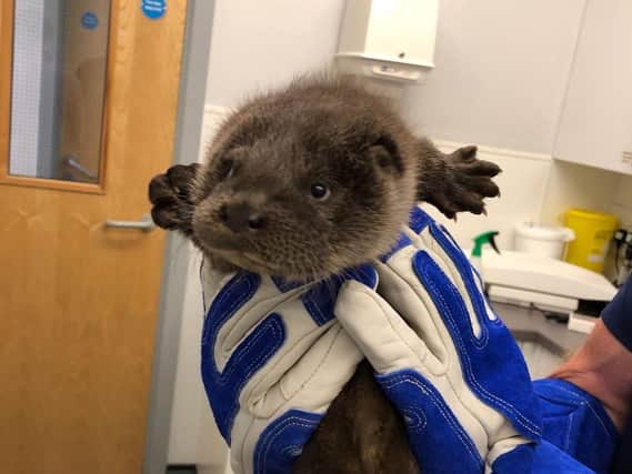 The young otter cub, named Windy, which will be released back int othe wild once he has been rehabilitated.