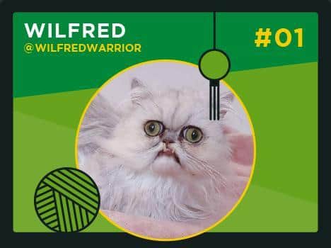 Wilfred the Chinchilla Persian cat is one of the country's most famous "petfluencers," with over a million followers on Instagram. Pic: Asda Money