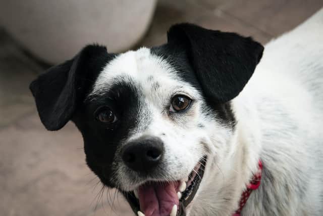 Is your pet pooch stuck at home alone?