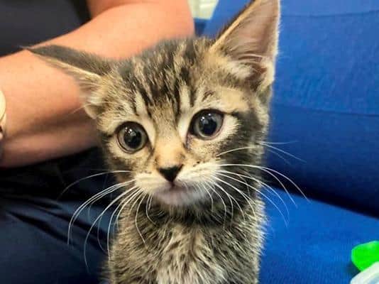 Staff discovered the frightened kitten on a CrossCountry service