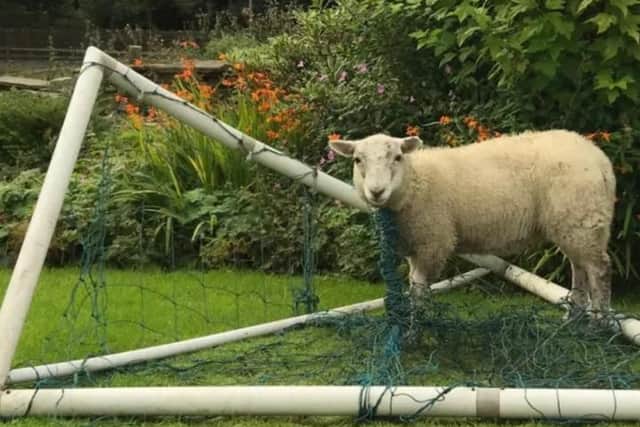 The sheep was found tangled in a football net in Rossendale. (Credit: RSPCA / PA)