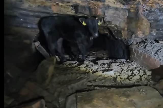 This was the sight that greeted the Northern Monkeys when they went to explore an old mine in Hapton... a calf trapped underground.