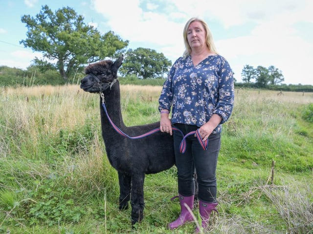 Veterinary nurse Helen Macdonald with the alpaca Geronimo at Shepherds Close Farm in Wooton Under Edge, Gloucestershire on August 25, 2021