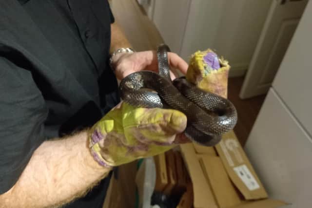 The 30-inch kingsnake was found snoozing inside a cardboard box in Andy's kitchen on Wednesday (September 8)