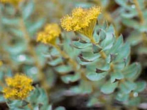 Rhodiola