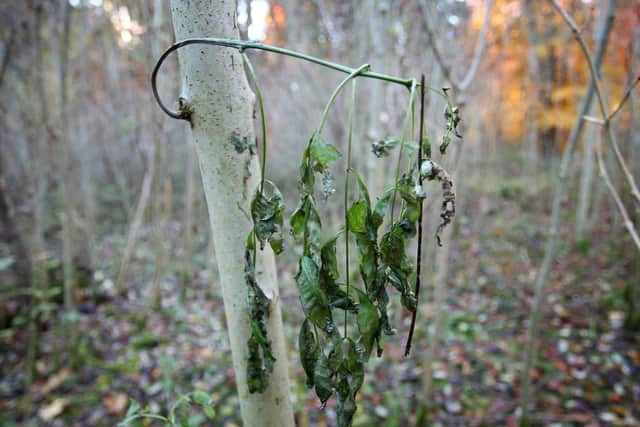The disease in a young ash tree