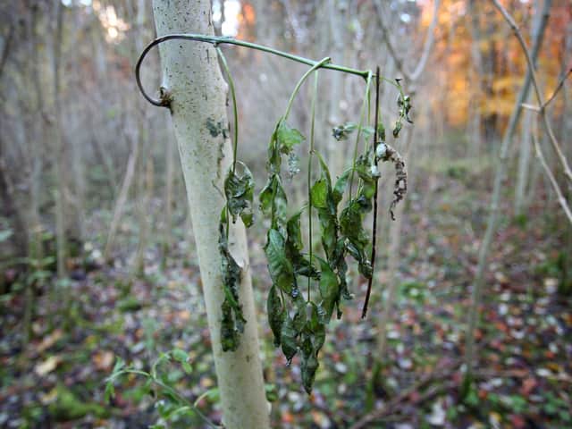 The disease in a young ash tree