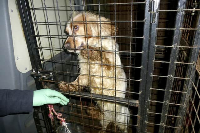A dog breeder has been banned from keeping or working with animals