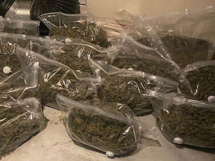 2,500 cannabis plants and 100 kilos with an estimated street value of almost £2m were seized (Credit: Lancashire Police)