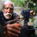 Harvest time in Georgia .. known as "the cradle of wine"