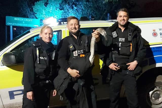A "lost and confused swan" was rescued by police in Preston. (Credit: Lancashire Police)