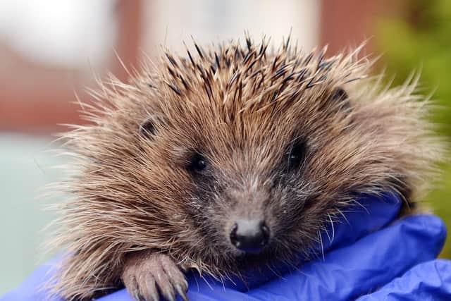 The hedgehog died hours after reportedly being kicked around like a football