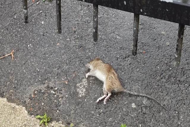 Dead rat in an alleyway at Preston