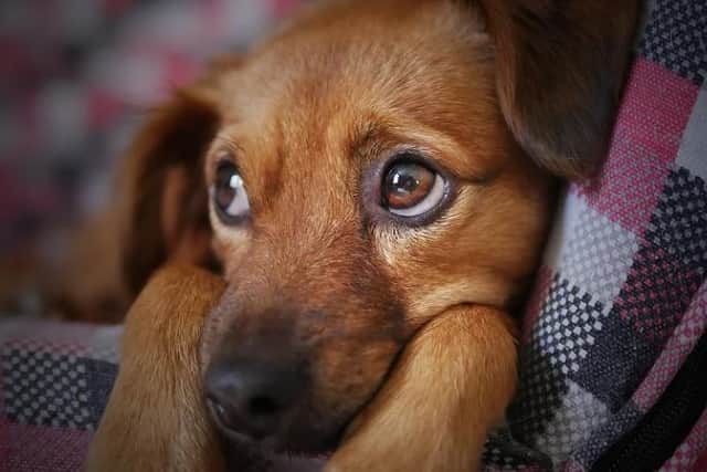 Bonfire Night can be an incredibly stressful time for your pets