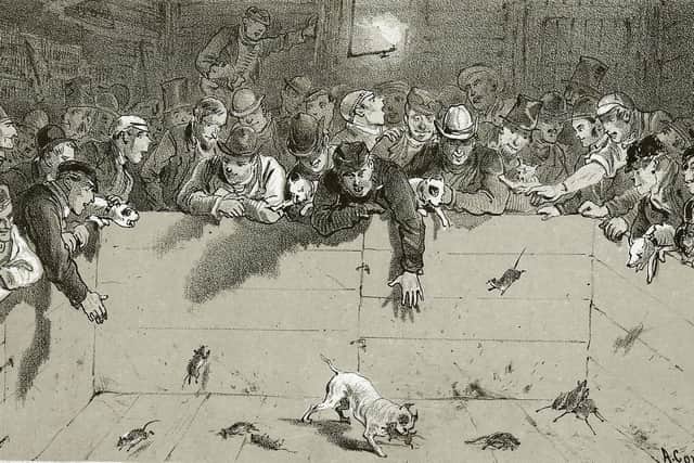 Spectators at the Turnspit in Quaker’s Alley watch a dog catching rats in a pit