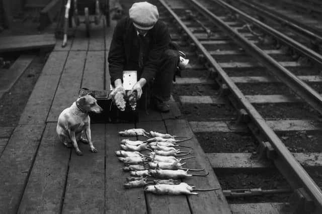 A rat catcher lays out his victims in National Rat Week, 1939
