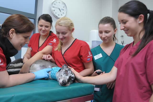 The Pet Blood Bank team in a donation room