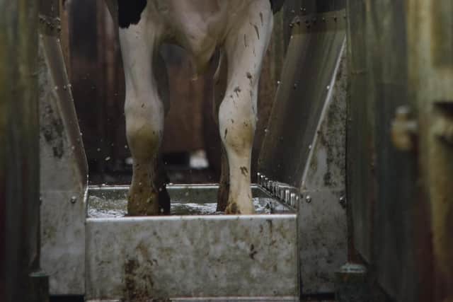 A dairy cow using Hoofcount's footbath