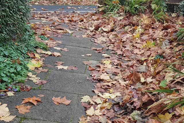 Some of the leaves which have taken up residence on the path.