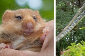 A tiny bridge (right) is to be built across a railway line near Carnforth to help endangered hazel dormice (left) across the tracks to find new habitats and dormice populations Picture: ANIMEX/CLARE PENGELLY