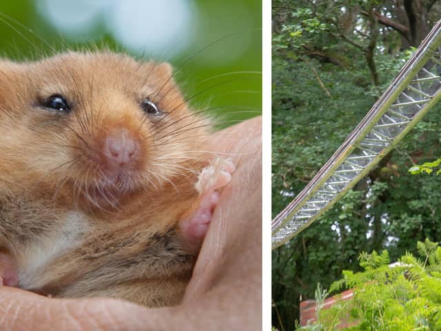 A tiny bridge (right) is to be built across a railway line near Carnforth to help endangered hazel dormice (left) across the tracks to find new habitats and dormice populations Picture: ANIMEX/CLARE PENGELLY