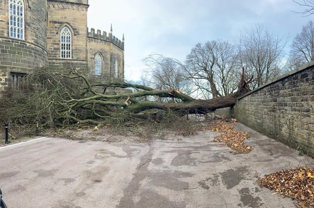 The mighty Wych Elm in Lancaster Priory churchyard which was around 240-years-old was uprooted during Storm Arwen.