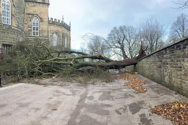 The mighty Wych Elm in Lancaster Priory churchyard which was around 240-years-old was uprooted during Storm Arwen.