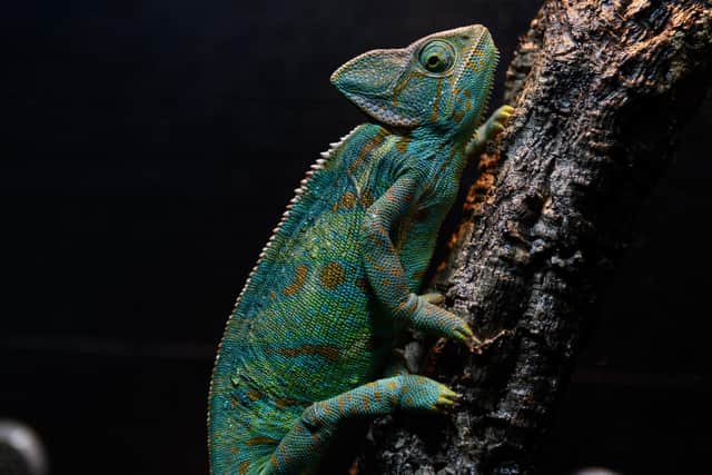 Leyland's new pet store will be selling a chameleon!