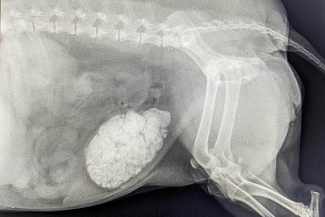 An x-ray showing the 250 bladderstones which had to be removed from Poppy, and 11-year-old Jack Russell terrier. The RSPCA stepped in to help when Poppy's pensioner owner, an Army veteran from Blackburn, couldn't afford to have dozens of bladderstones removed his beloved pet