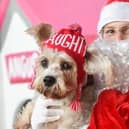 Barking Bakery's Angus meeting Santa Claus at last year's event