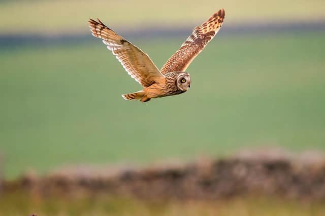 Part of the prize winning photo Shirt Eared Owl  by Mark Harder