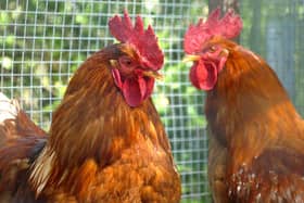 Poultry owners must follow strict rules - or risk being fined