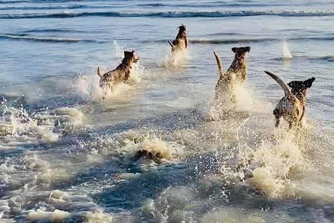 Surf's pup: Rachel Purdie sent in this picture of a group of dogs enjoying the sea at Climping Beach OzPnJxz6A45utYUowJ1s