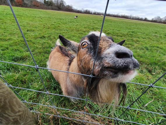 Matt Brierley submitted this image of a goat near Chesworth Farm E_AUjR4o3x0kyt9SFaka