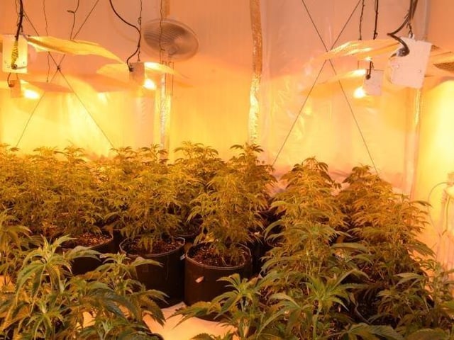 A total of  262 cannabis plants in varying stages of growth, worth up to about £220,000 were found at the home.