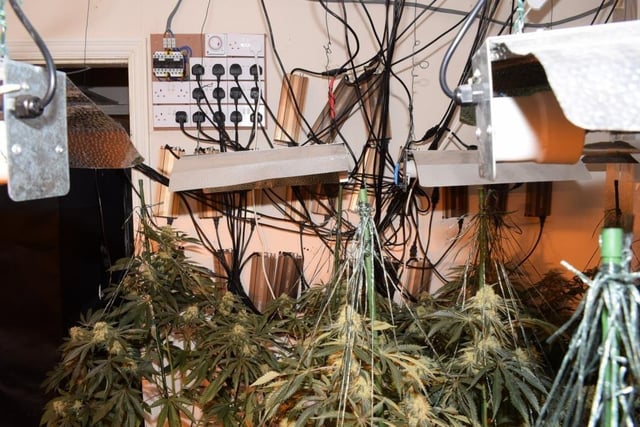 A total of  262 cannabis plants in varying stages of growth, worth up to about £220,000 were found at the home.