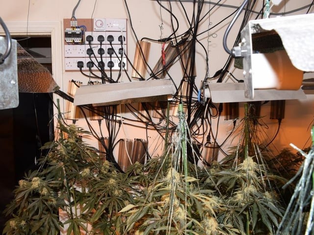 A total of  262 cannabis plants in varying stages of growth, worth up to about £220,000 were found at the home.