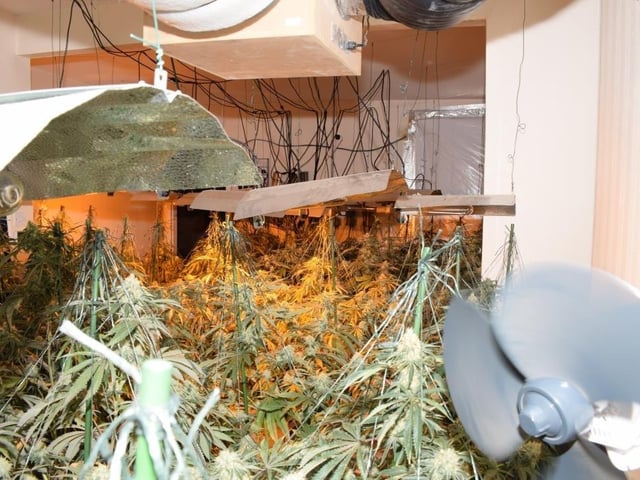 A total of  262 cannabis plants in varying stages of growth, worth up to about £220,000 were found at the home.