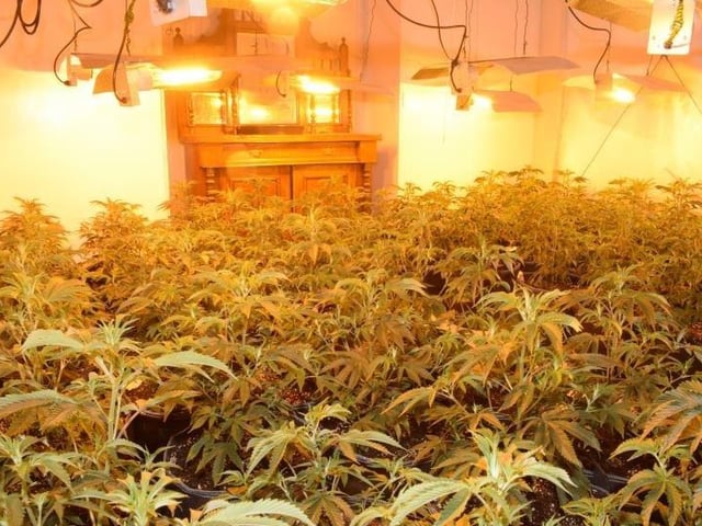 A total of  262 cannabis plants in varying stages of growth, worth up to about £220,000 were found at the home.