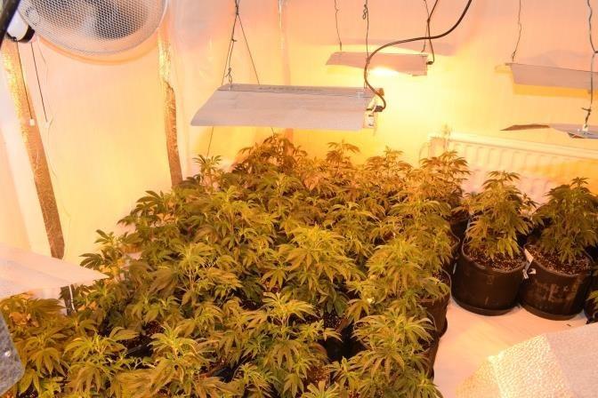 A total of  262 cannabis plants in varying stages of growth, worth up to about £220,000 were found at the home.
