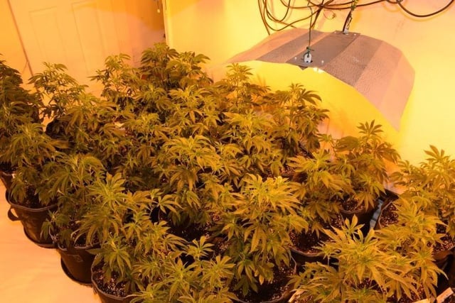 A total of  262 cannabis plants in varying stages of growth, worth up to about £220,000 were found at the home.