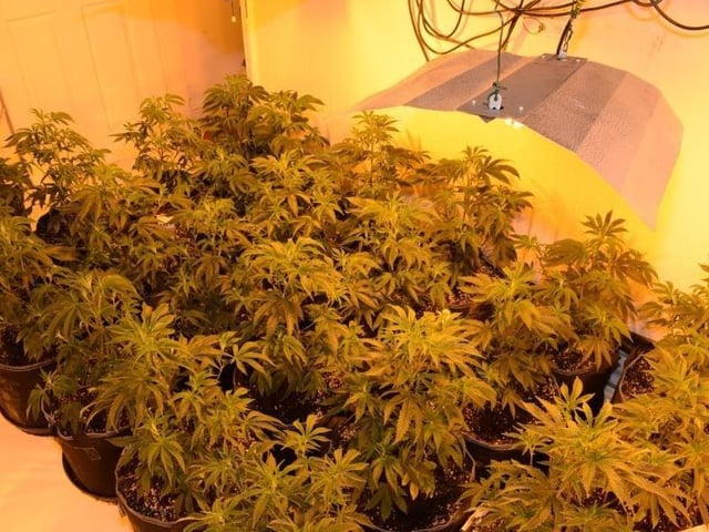 A total of 262 cannabis plants in varying stages of growth, worth up to about £220,000 were found at the home.