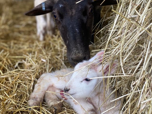 Adorable new arrivals at Moulton College.