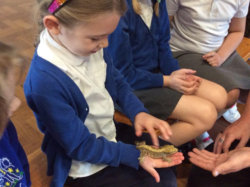 Hedgehogss class meets the reptiles. Picture supplied and not available to buy.