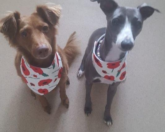 Samantha Clarke: "Toby and Suki . Toby is a whippet cross collie and Suki is a pure blue whippet . Toby was a rescue we got him at one-year -old . Suki we have had her from a pup. They are the most loving amazing dogs."