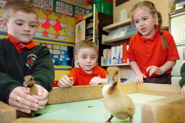 BREAK FOR THE BORDER. . . . Pupils from Greenhaw PS pictured trying to take charge of a few escapee ducklings at the school during Easter Week. Included, are Conan O'Donnell, Matthew Wells and Leah McCafferty. (1204A12)