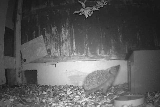 A hedgehog that made use of the hatch in Cllr Hindle-Taylor's garden