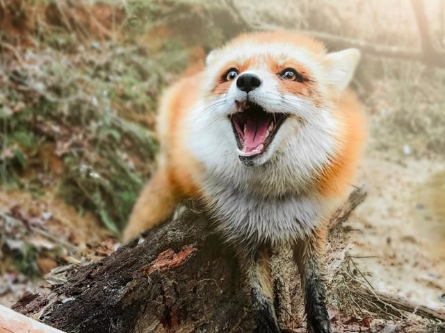 While not technically a dog, Juniper and her foxy friends, have plenty of earning potential, and she’s canine, so that’s good enough for us. Her 2.9 million followers make for an estimated reach of 450K. A single sponsored post can earn Juniper as much as £17,700, putting her in the number three spot